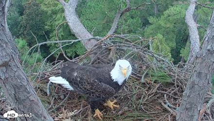 Hilton Head Island Eagles Live Webcam - Sep 9, 2026, 4:17pm EDT