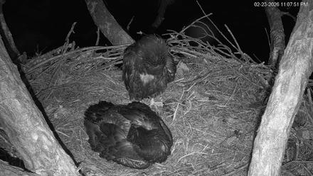 Hilton Head Island Eagles Live Webcam - Feb 23, 2026, 11:08pm EST