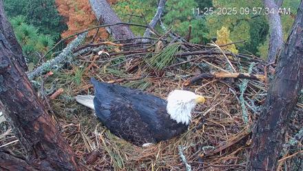 Hilton Head Island Eagles Live Webcam - Nov 25, 2025, 9:58am EST
