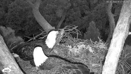 Hilton Head Island Eagles Live Webcam - Aug 30, 2026, 6:47am EDT