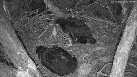Hilton Head Island Eagles Live Webcam - Feb 13, 2026, 6:28pm EST