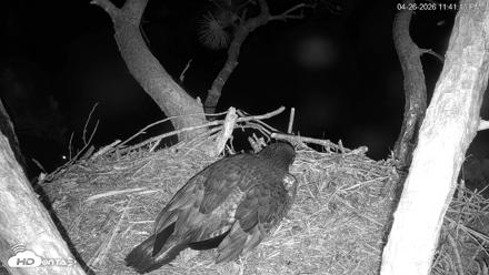 Hilton Head Island Eagles Live Webcam - Apr 26, 2026, 11:42pm EDT