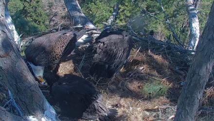 Hilton Head Island Eagles Live Webcam - Feb 14, 2026, 11:40am EST