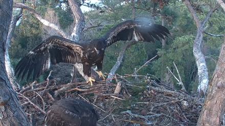 Hilton Head Island Eagles Live Webcam - Mar 3, 2026, 6:09pm EST