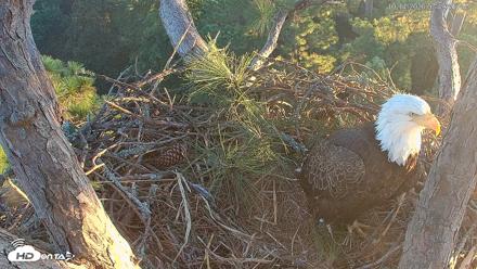 Hilton Head Island Eagles Live Webcam - Oct 14, 2026, 7:50am EDT