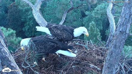 Hilton Head Island Eagles Live Webcam - Aug 23, 2026, 7:09am EDT