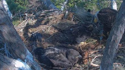 Hilton Head Island Eagles Live Webcam - Feb 13, 2026, 11:37am EST
