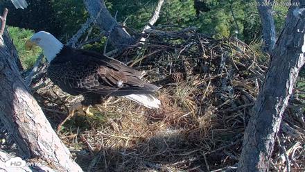 Hilton Head Island Eagles Live Webcam - Oct 23, 2026, 9:33am EDT