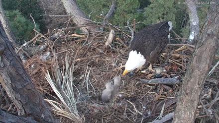 Hilton Head Island Eagles Live Webcam - Jan 2, 2026, 4:56pm EST