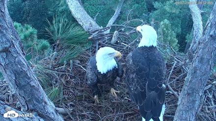 Hilton Head Island Eagles Live Webcam - Sep 7, 2026, 7:10am EDT
