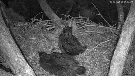 Hilton Head Island Eagles Live Webcam - Feb 9, 2026, 6:55am EST