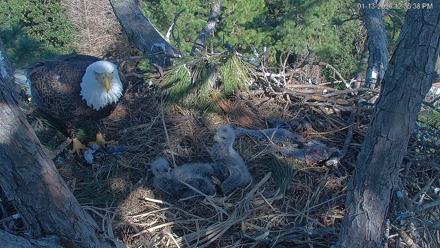 Hilton Head Island Eagles Live Webcam - Jan 13, 2026, 12:37pm EST
