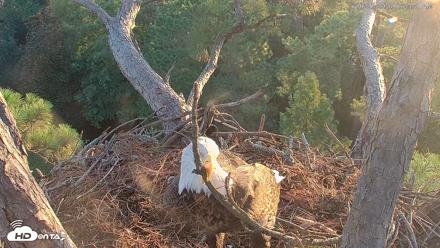 Hilton Head Island Eagles Live Webcam - Aug 23, 2026, 7:26am EDT
