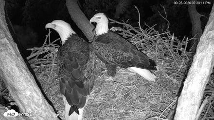 Hilton Head Island Eagles Live Webcam - Sep 25, 2026, 7:39pm EDT