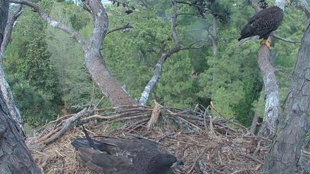 Hilton Head Island Eagles Live Webcam - Apr 3, 2026, 4:50pm EDT