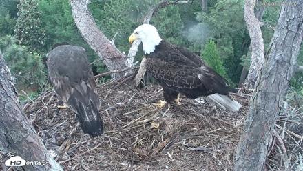 Hilton Head Island Eagles Live Webcam - May 1, 2026, 8:49am EDT