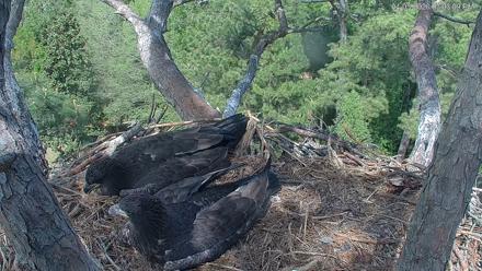 Hilton Head Island Eagles Live Webcam - Apr 5, 2026, 3:03pm EDT