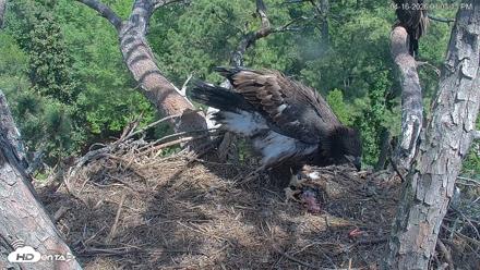 Hilton Head Island Eagles Live Webcam - Apr 16, 2026, 1:03pm EDT
