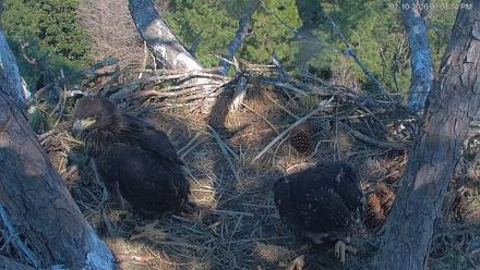 Hilton Head Island Eagles Live Webcam - Feb 10, 2026, 1:03pm EST