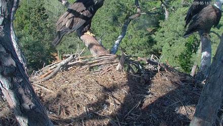 Hilton Head Island Eagles Live Webcam - Apr 4, 2026, 5:12pm EDT