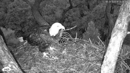 Hilton Head Island Eagles Live Webcam - Aug 29, 2026, 6:48am EDT