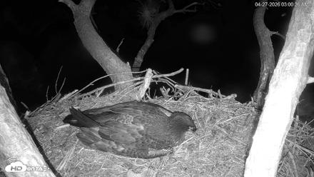 Hilton Head Island Eagles Live Webcam - Apr 27, 2026, 3:01am EDT