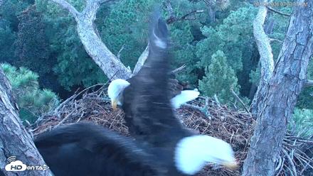 Hilton Head Island Eagles Live Webcam - Aug 23, 2026, 7:03am EDT