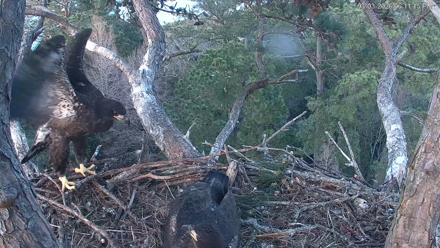 Hilton Head Island Eagles Live Webcam - Mar 3, 2026, 6:11pm EST