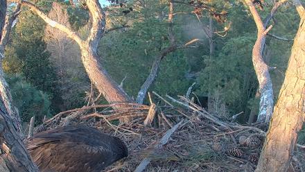 Hilton Head Island Eagles Live Webcam - Mar 19, 2026, 7:03pm EDT