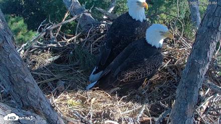 Hilton Head Island Eagles Live Webcam - Oct 19, 2026, 10:26am EDT