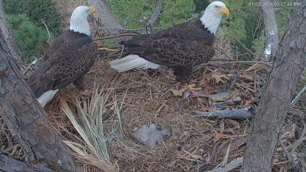 Hilton Head Island Eagles Live Webcam - Jan 2, 2026, 3:58pm EST