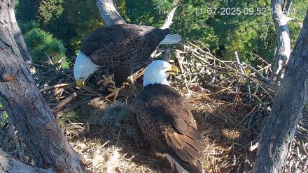 Hilton Head Island Eagles Live Webcam - Nov 7, 2025, 9:52am EST