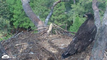 Hilton Head Island Eagles Live Webcam - Apr 26, 2026, 3:19pm EDT