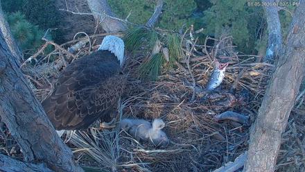 Hilton Head Island Eagles Live Webcam - Jan 5, 2026, 4:03pm EST