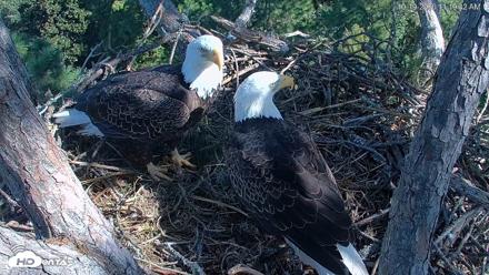 Hilton Head Island Eagles Live Webcam - Oct 19, 2026, 11:11am EDT