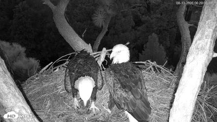 Hilton Head Island Eagles Live Webcam - Aug 13, 2026, 6:29am EDT
