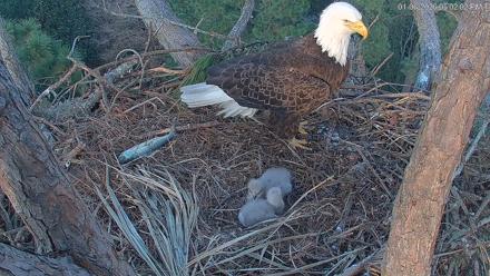 Hilton Head Island Eagles Live Webcam - Jan 6, 2026, 5:02pm EST
