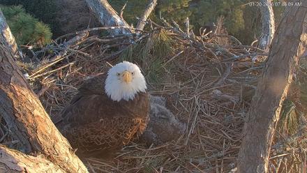 Hilton Head Island Eagles Live Webcam - Jan 20, 2026, 7:47am EST