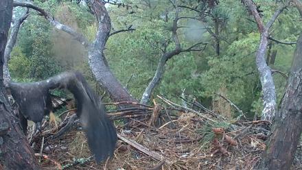 Hilton Head Island Eagles Live Webcam - Mar 16, 2026, 4:07pm EDT