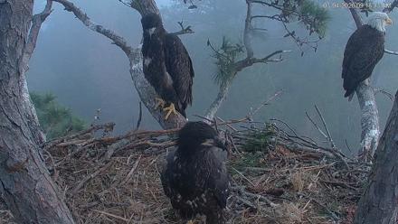 Hilton Head Island Eagles Live Webcam - Mar 4, 2026, 9:18am EST