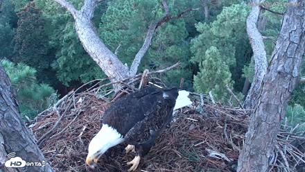 Hilton Head Island Eagles Live Webcam - Aug 24, 2026, 7:51pm EDT