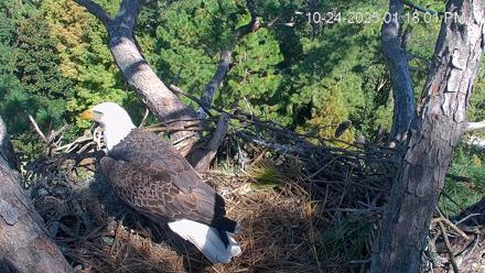 Hilton Head Island Eagles Live Webcam - Oct 24, 2025, 1:18pm EDT