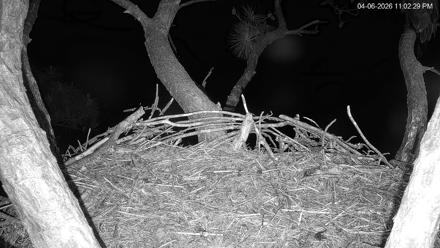 Hilton Head Island Eagles Live Webcam - Apr 6, 2026, 11:02pm EDT