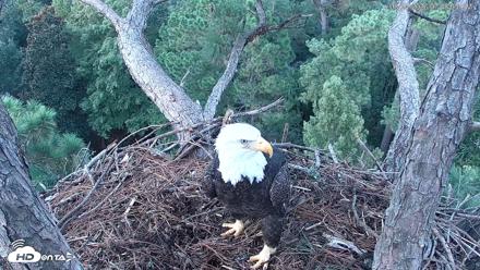 Hilton Head Island Eagles Live Webcam - Aug 24, 2026, 7:48pm EDT