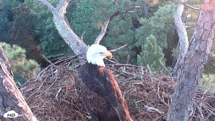 Hilton Head Island Eagles Live Webcam - Aug 25, 2026, 7:08am EDT