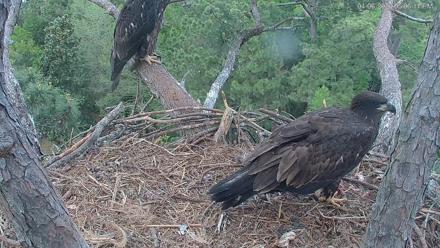 Hilton Head Island Eagles Live Webcam - Apr 6, 2026, 5:06pm EDT