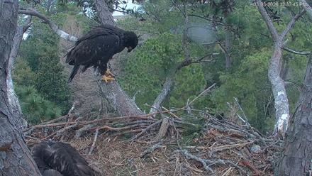 Hilton Head Island Eagles Live Webcam - Mar 3, 2026, 12:38pm EST