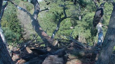 Hilton Head Island Eagles Live Webcam - Mar 19, 2026, 3:41pm EDT