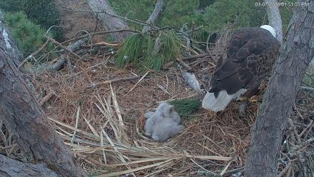 Hilton Head Island Eagles Live Webcam - Jan 7, 2026, 1:51pm EST