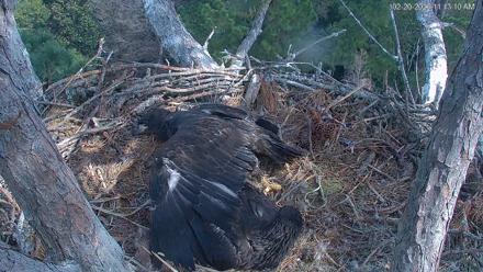Hilton Head Island Eagles Live Webcam - Feb 20, 2026, 11:16am EST